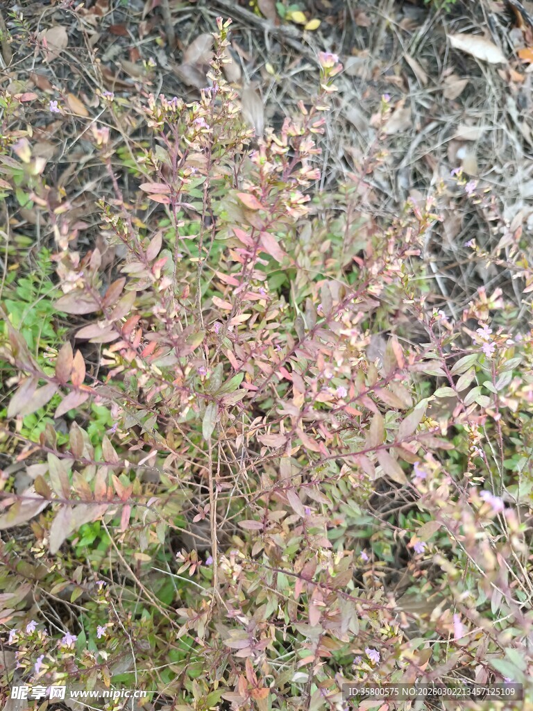 地面上的红叶植物