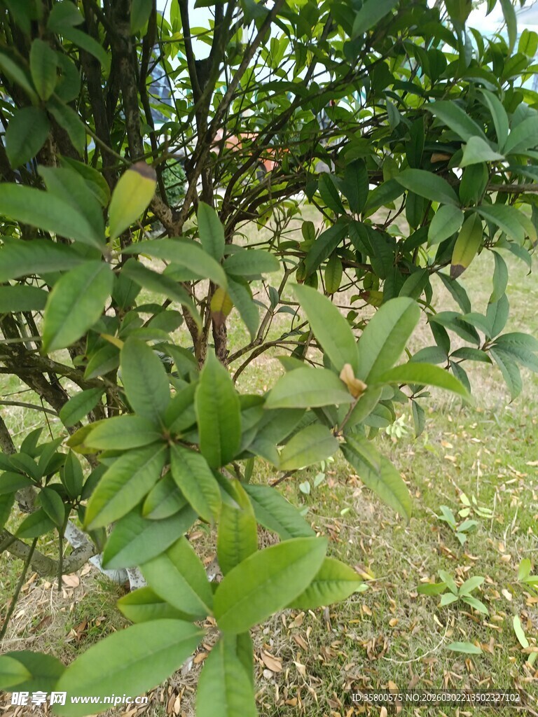 绿叶繁茂的户外植物