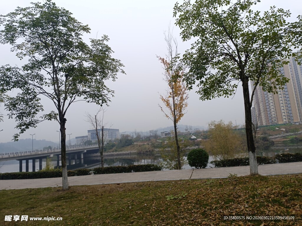 城市江边秋日树木景致