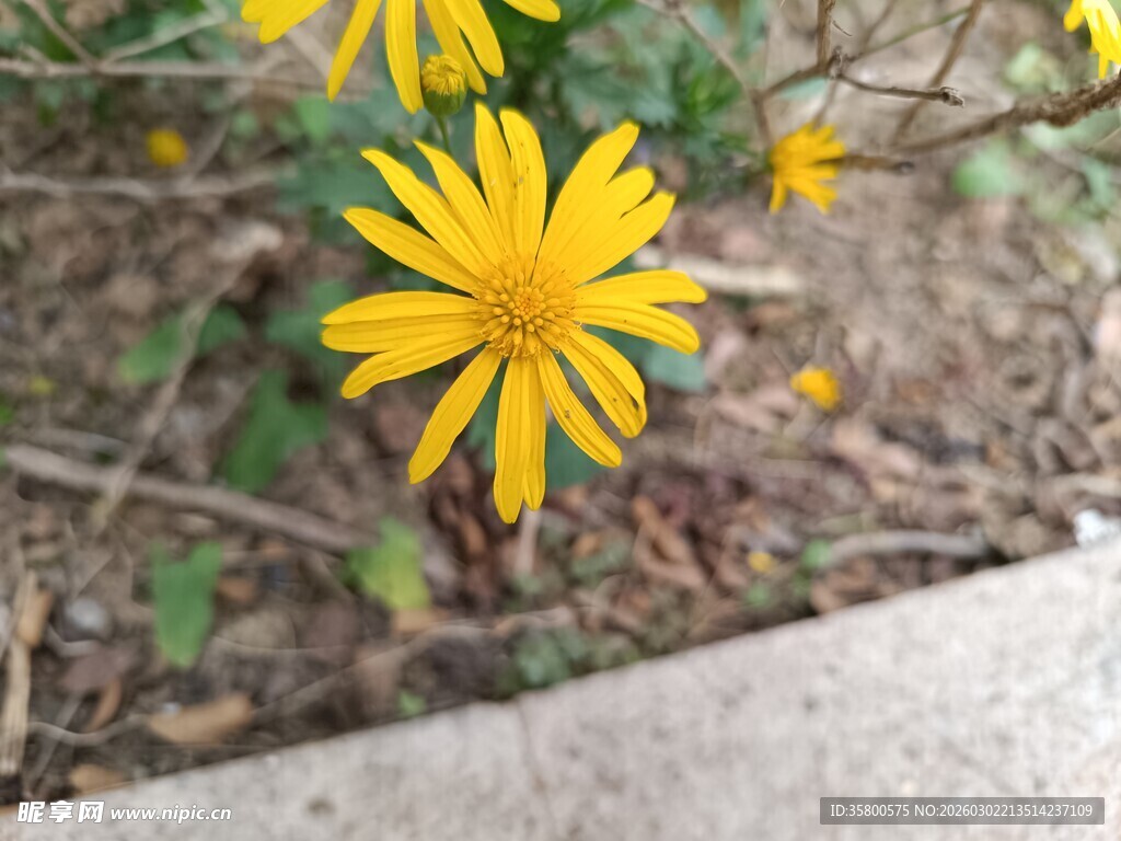 路边绽放的黄色小野花