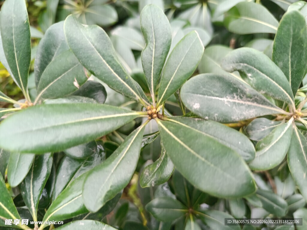 翠绿舒展的植物叶片