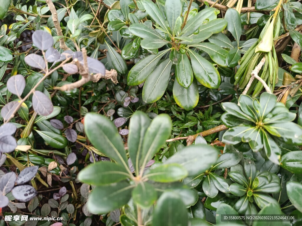 绿叶丛生的植物景观