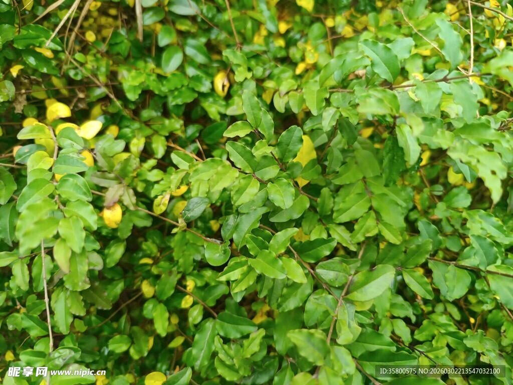 绿叶间的黄色小花