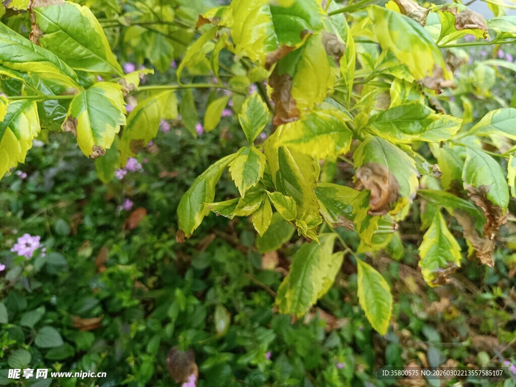 黄绿相间的繁茂植物