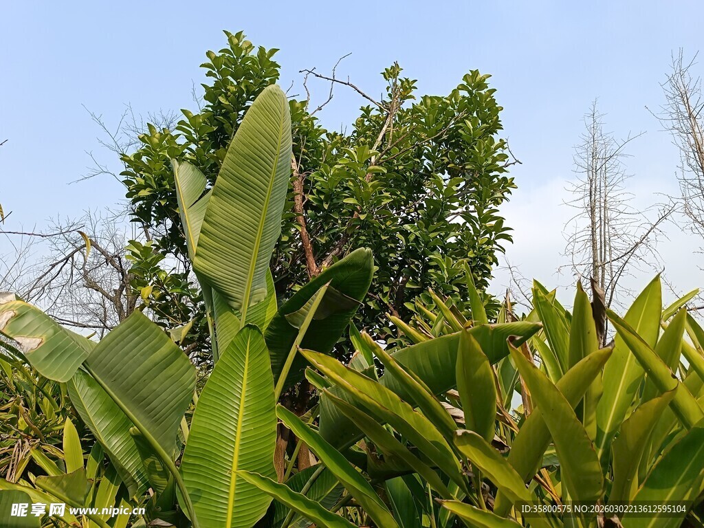 繁茂绿植展现自然生机
