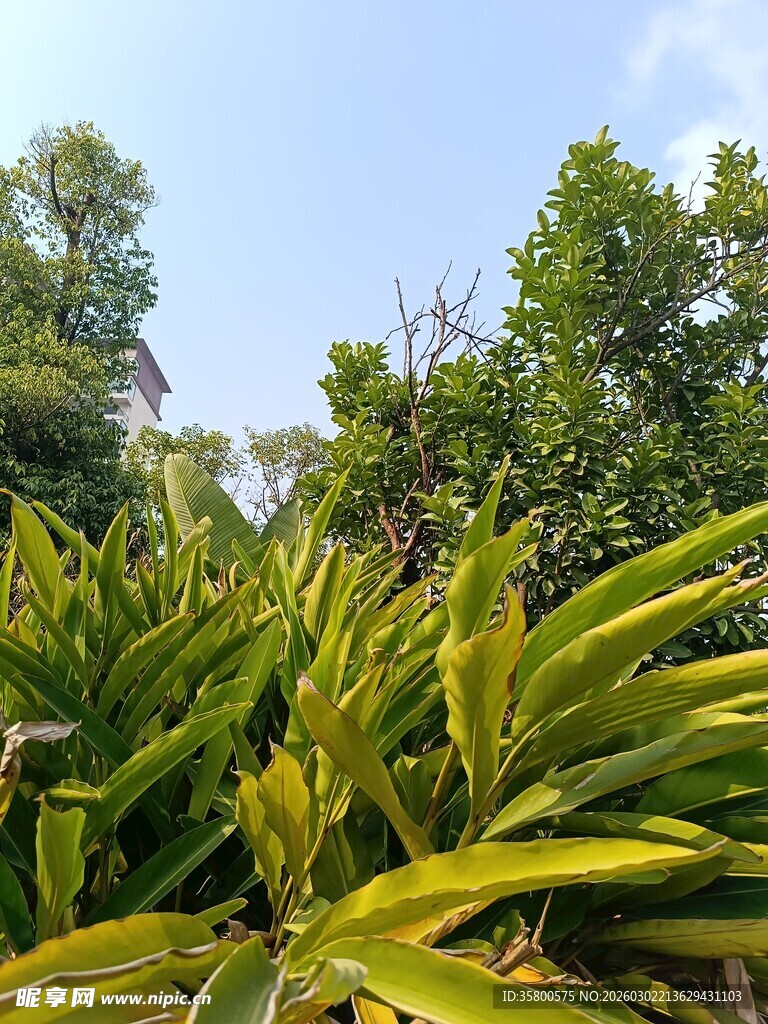 繁茂绿植展现盎然生机