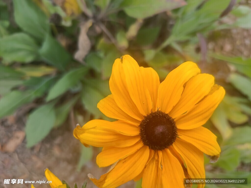 黄色黑心菊特写