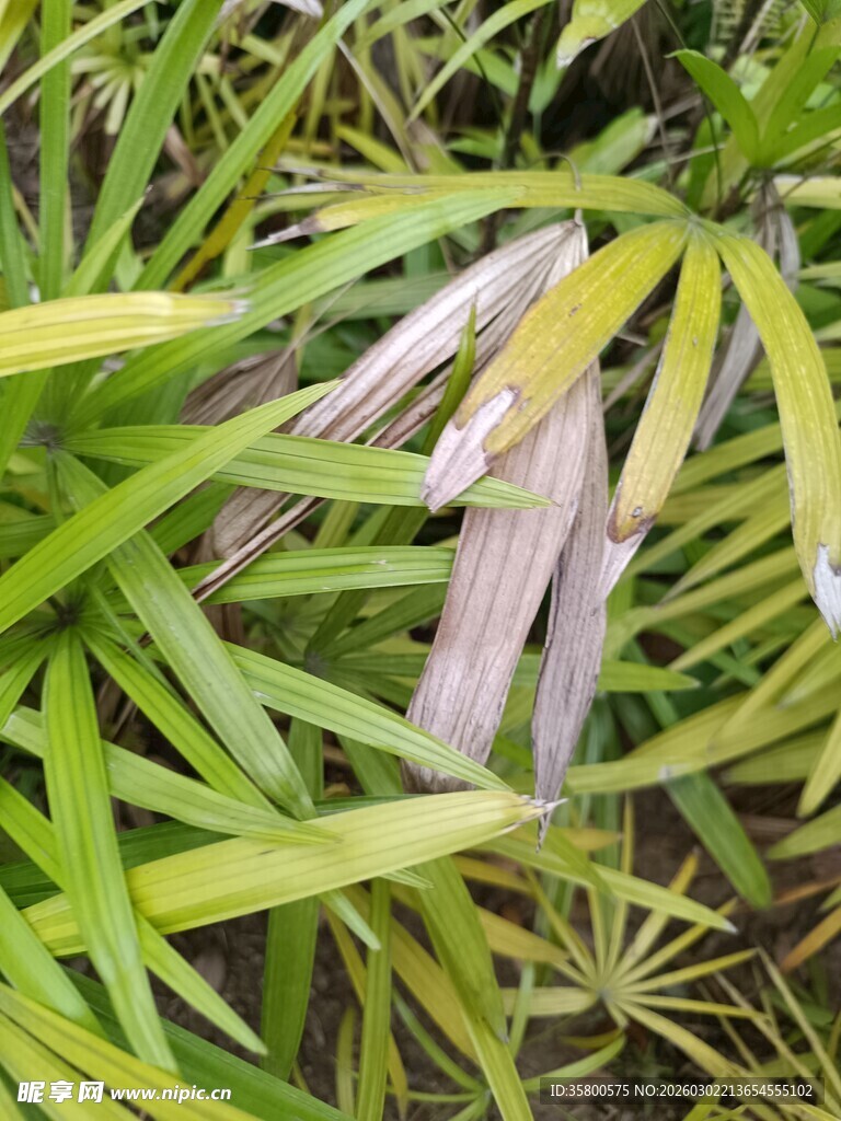 翠绿丛中带枯色的叶片