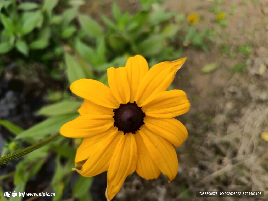 黄色黑心菊花特写