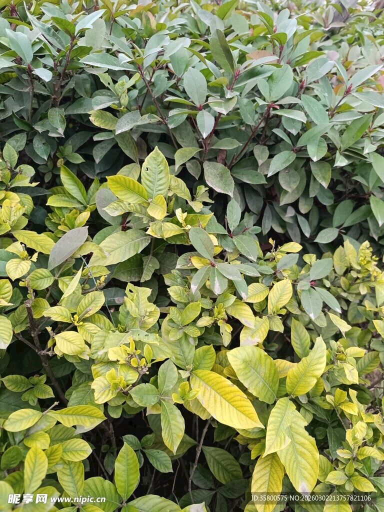 黄绿相间的繁茂绿植