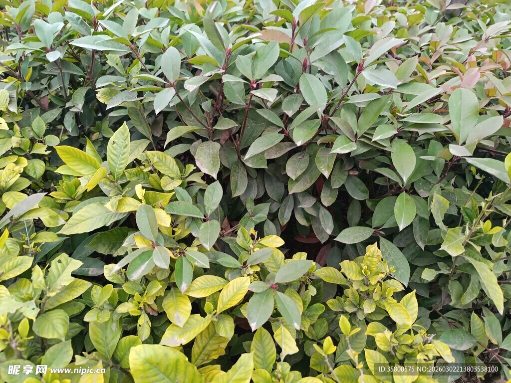 绿叶繁茂的植物景观