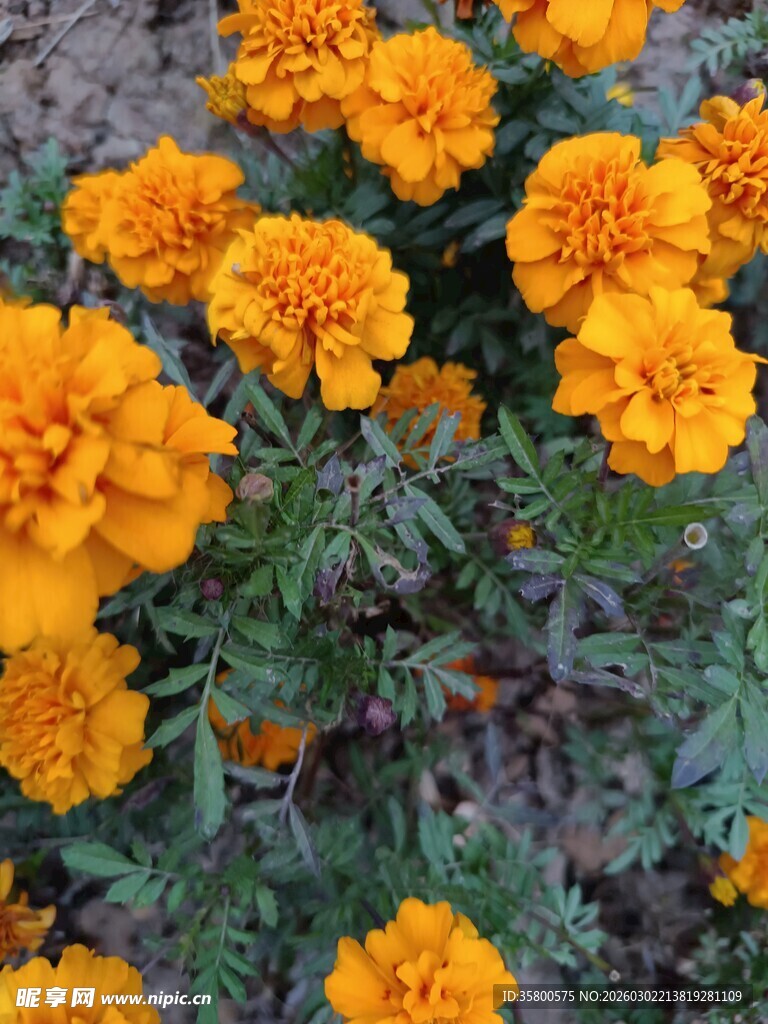 鲜艳万寿菊绽放生机