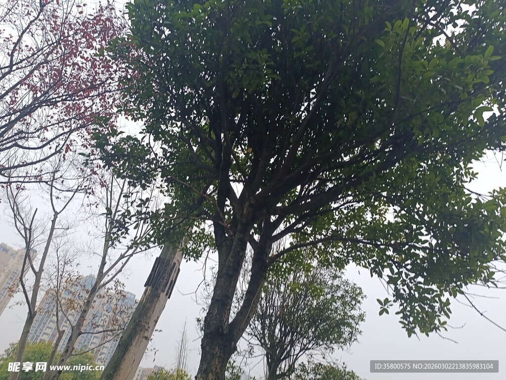 雾中挺拔树木景观