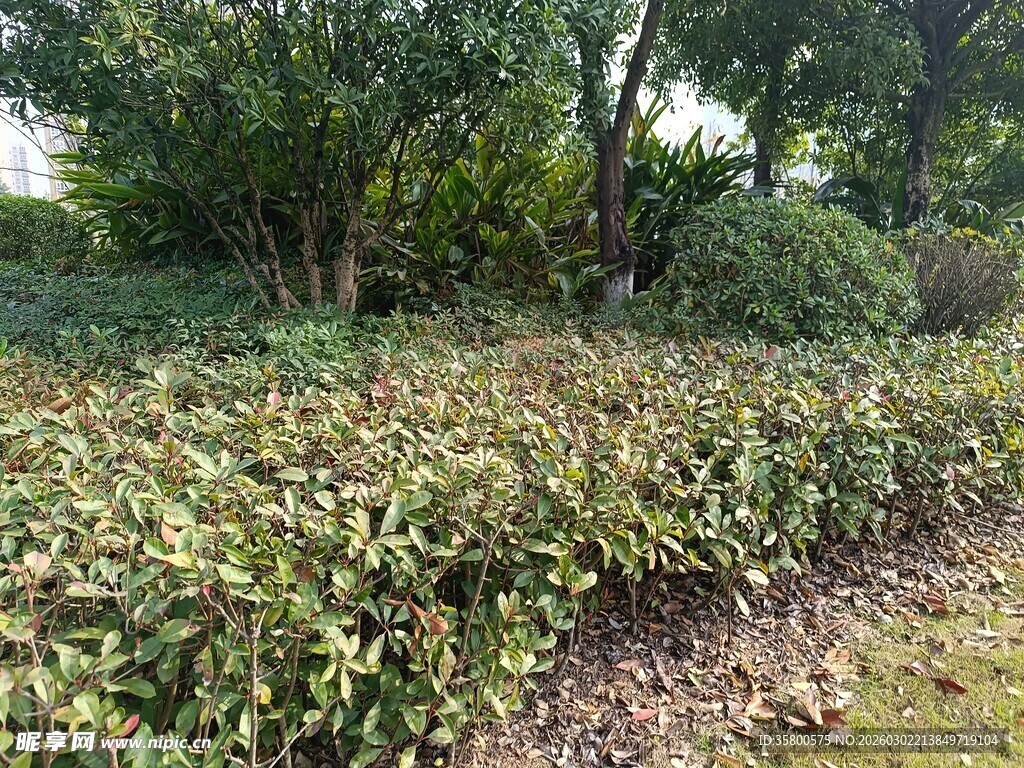 绿意盎然的灌木景观