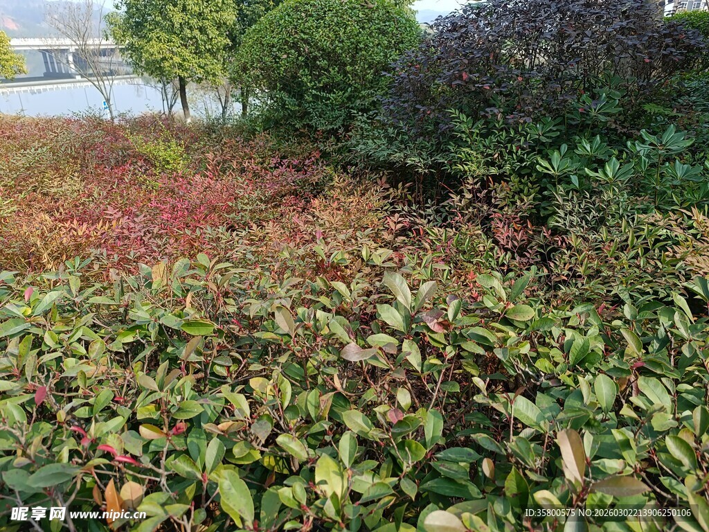 多彩植物景观