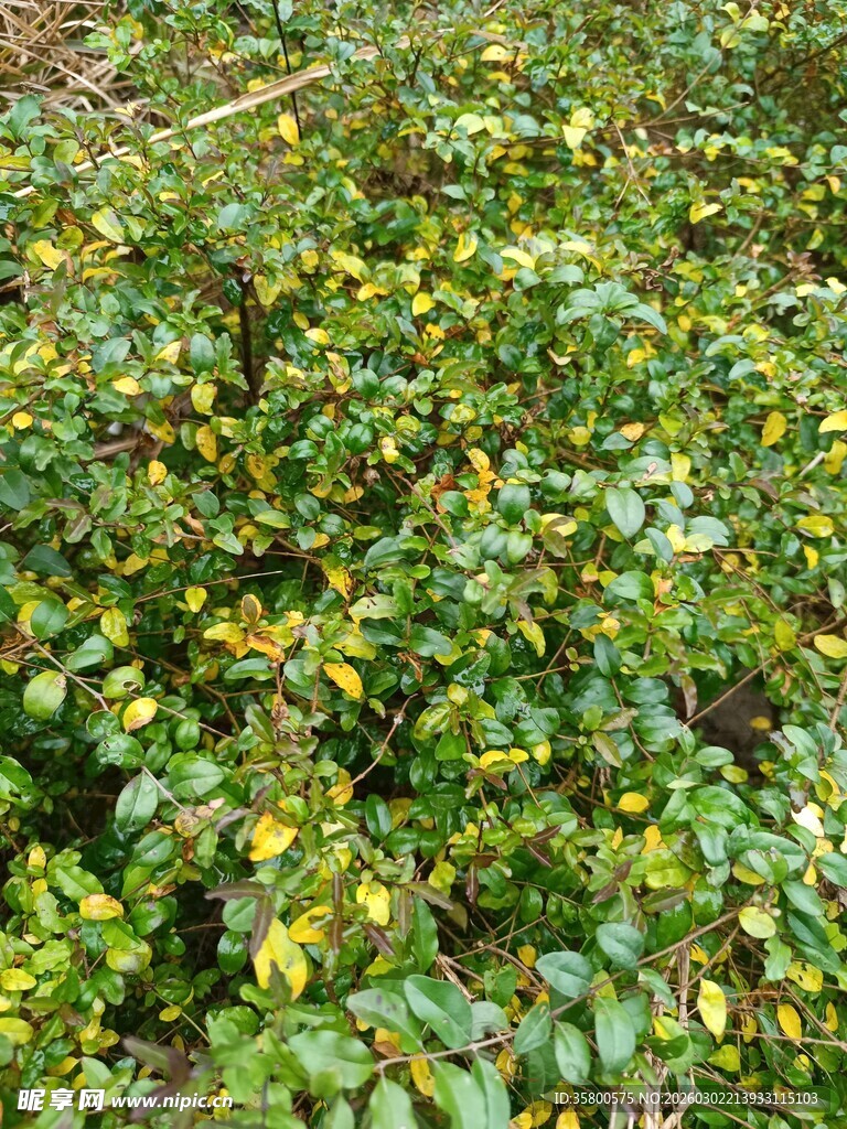 绿叶繁茂的植物景观