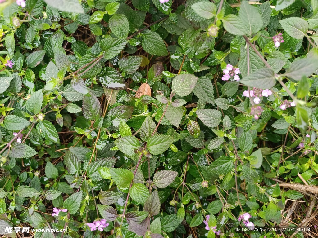 绿叶间的紫色小花