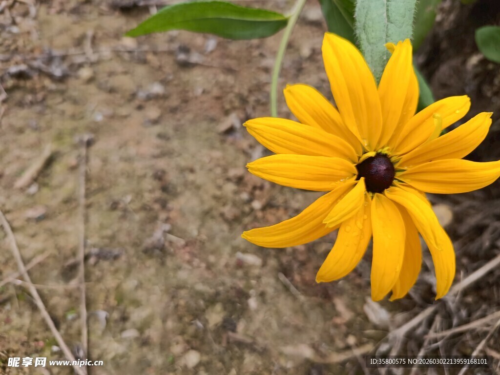 黄色黑心菊特写