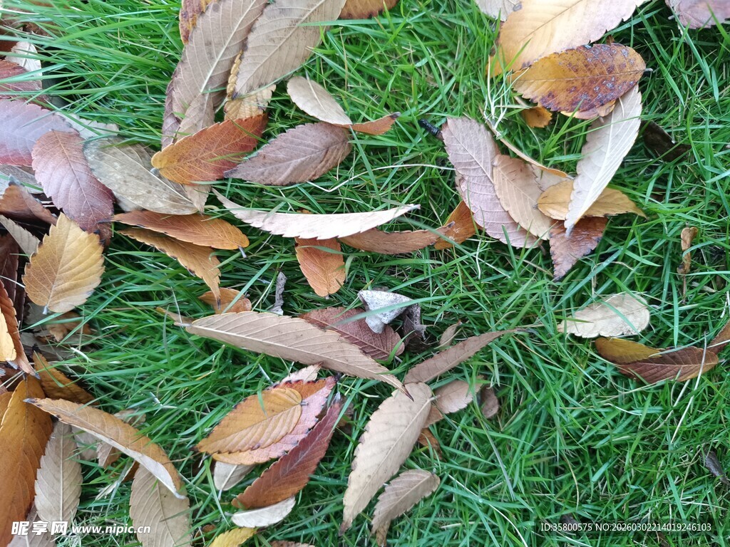 草地上的枯黄落叶