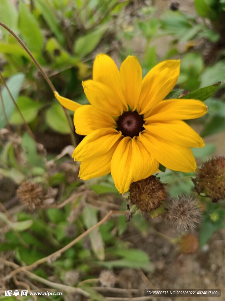 黄色黑心菊特写