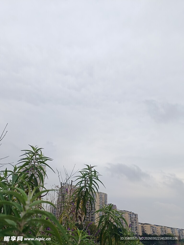 阴天中的绿植与远处建筑