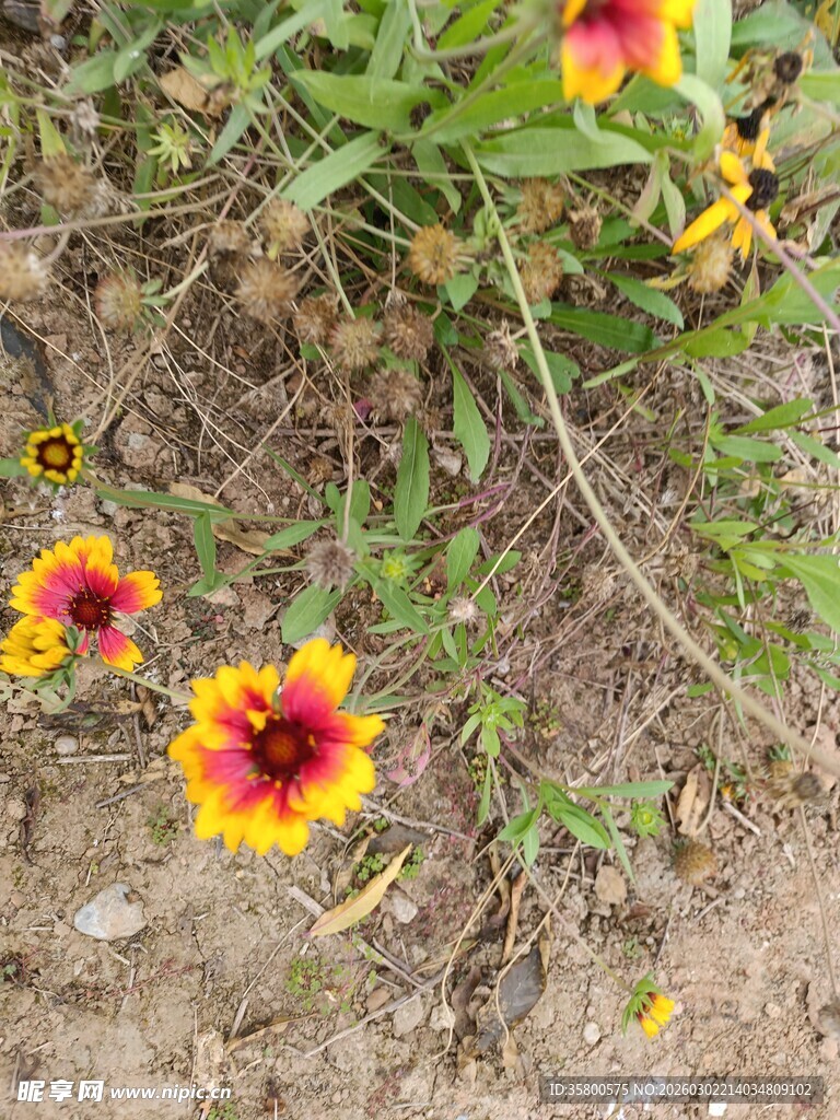多彩天人菊绽放于土地