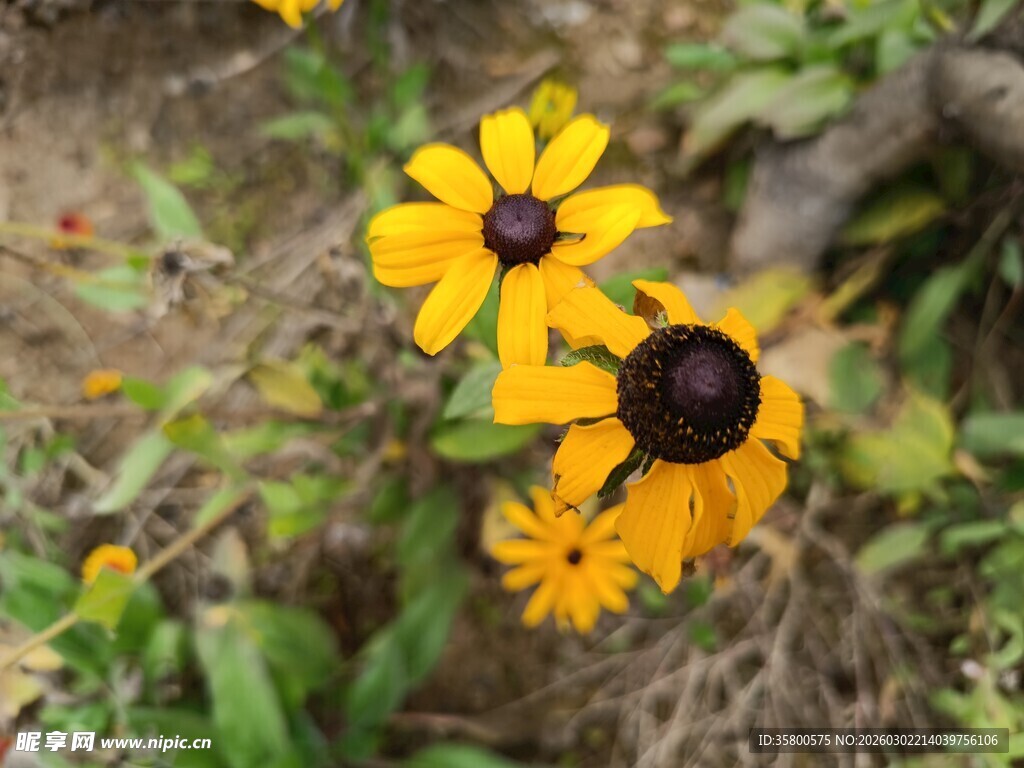 黄色黑心菊绽放于草丛