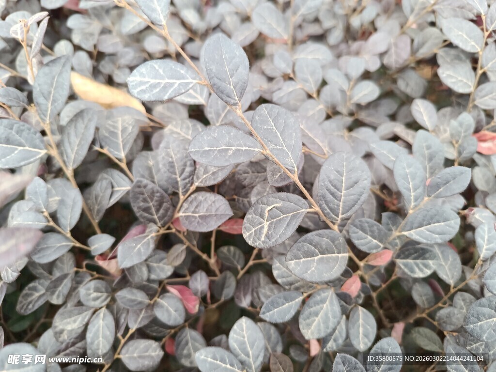 紫叶植物特写