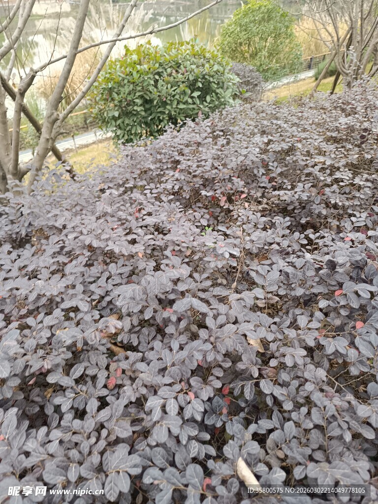 紫叶小檗植物景观