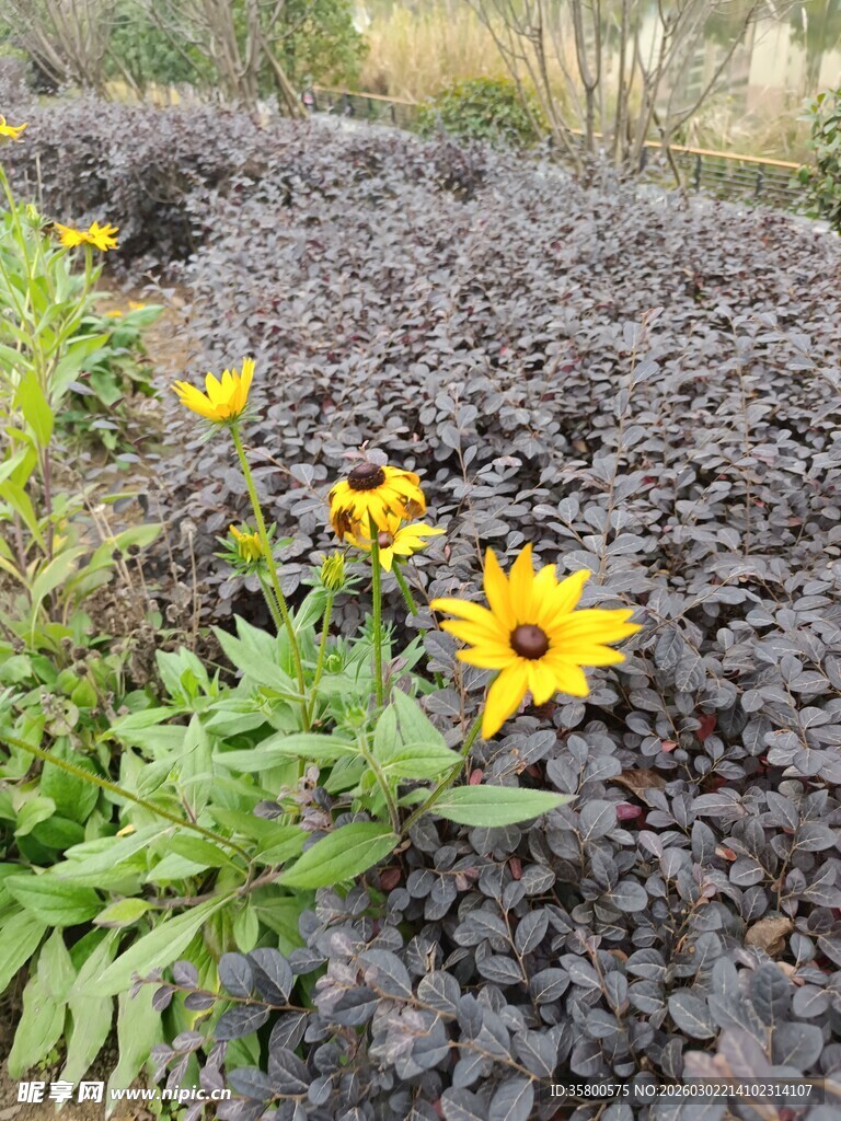 黑土地上绽放的黄色小花