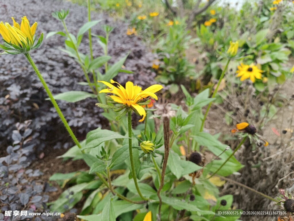 野外绽放的黄色小花