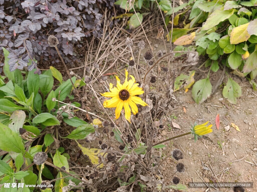 黄色小花绽放于绿植间