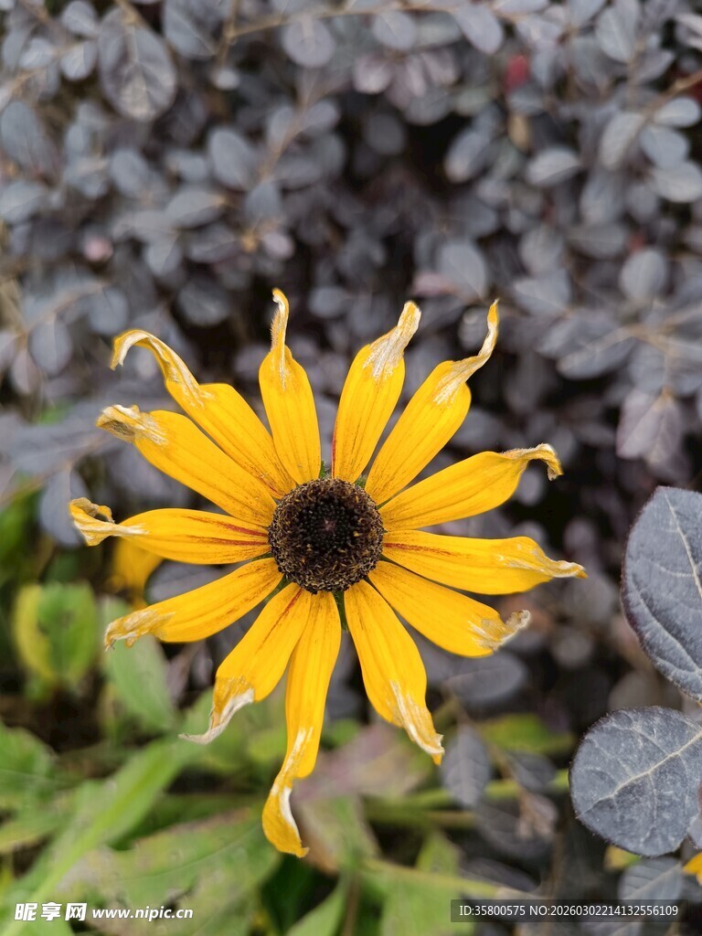 黄色黑心菊特写