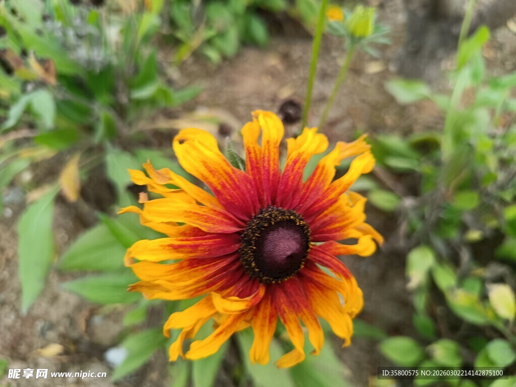 橙黄黑心菊绽放