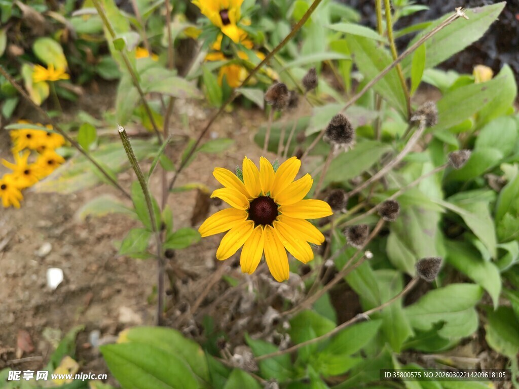 黄色黑心菊绽放于绿植间
