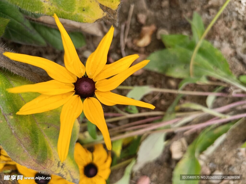 黄色黑心菊特写