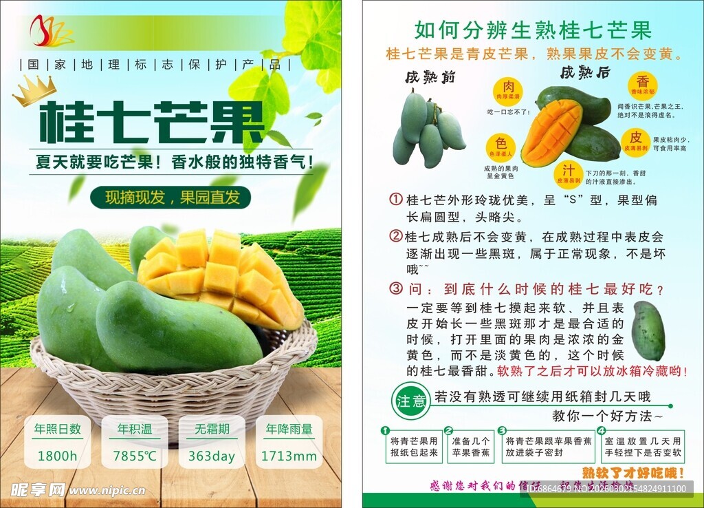 桂七芒果宣传页展示