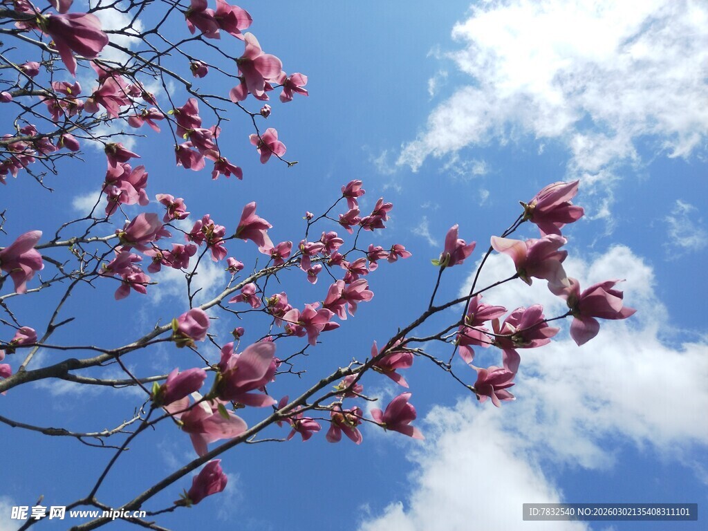 紫红色的玉兰花树