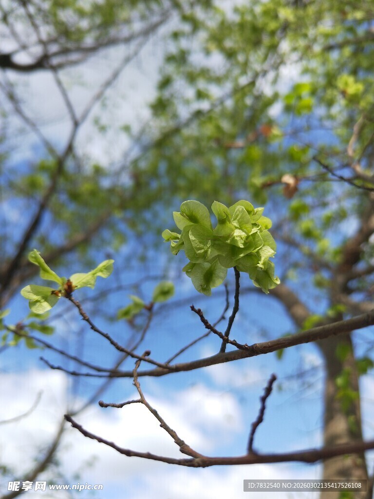 绿色的榆钱叶子