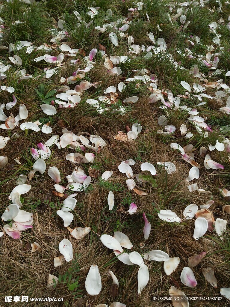 飘落一地的玉兰花瓣