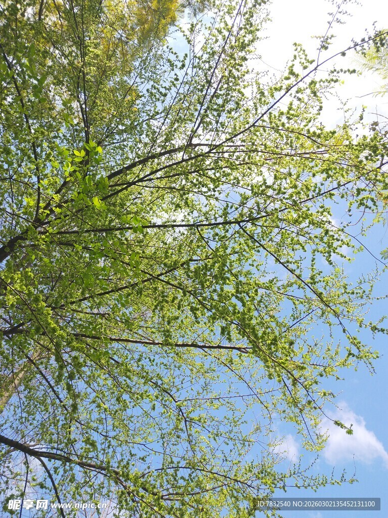 春天的榆钱树叶