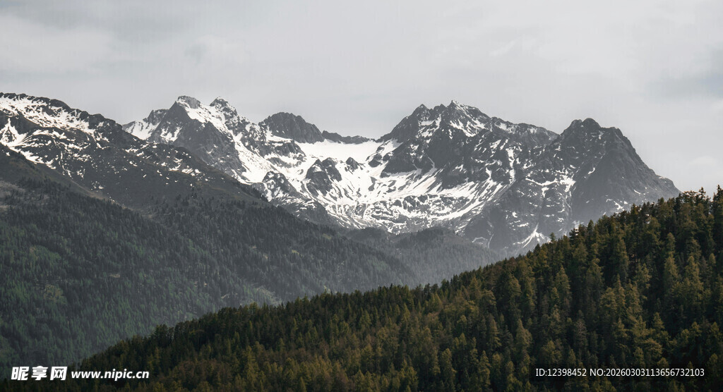 雪山下的茂密森林景观