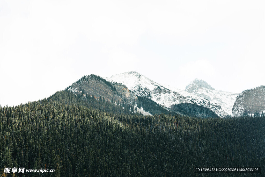 雪山下的茂密森林景观