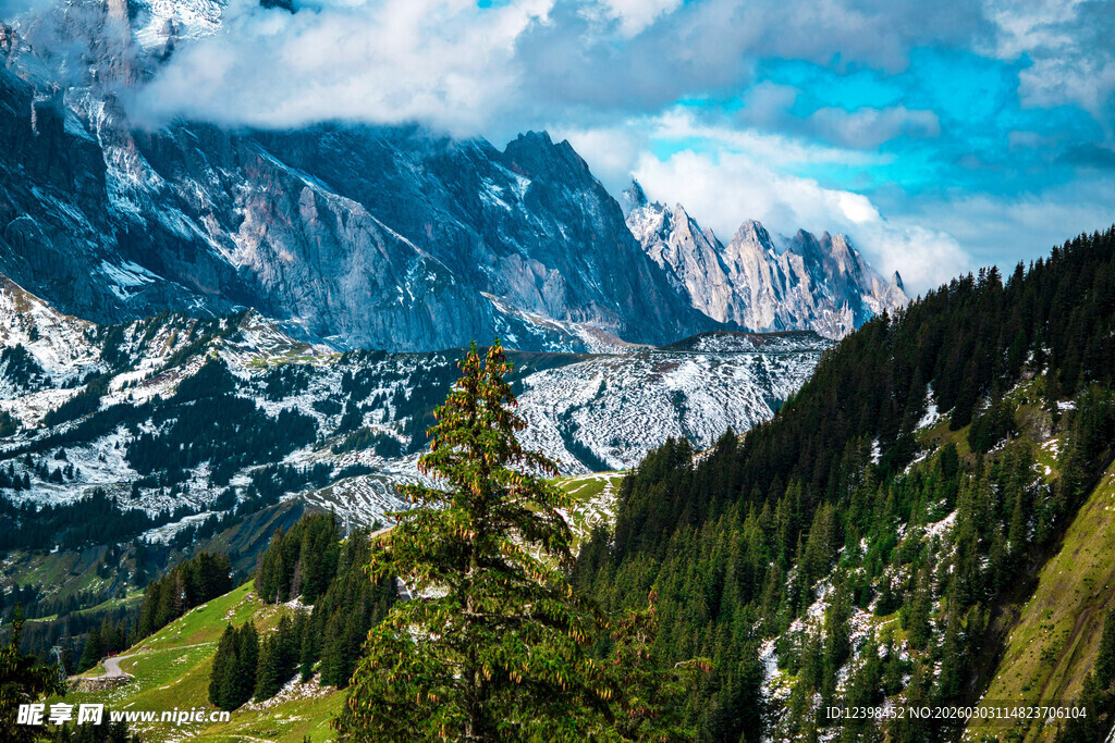壮丽高山森林景观