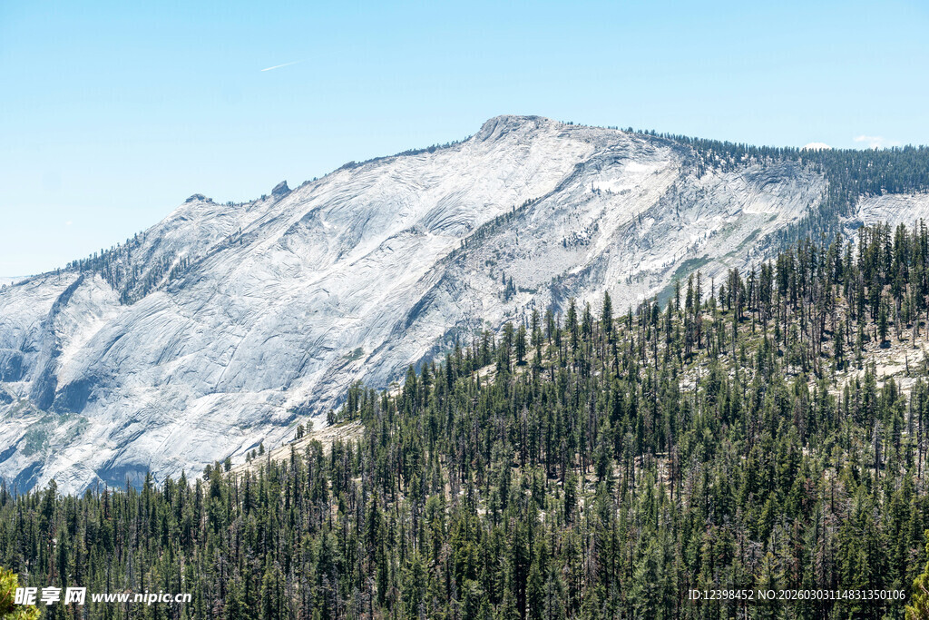 雪山下的茂密森林景观