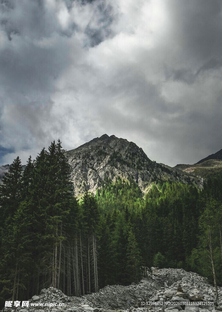 云雾缭绕的山林景致