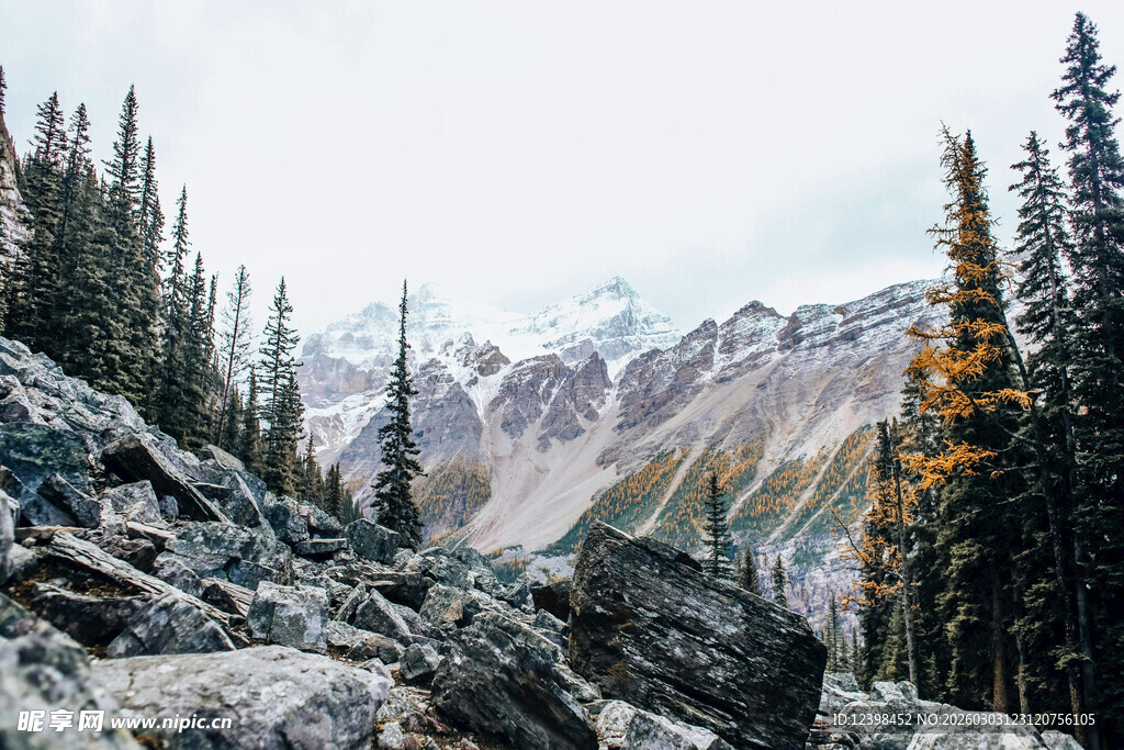 山间岩石与挺拔松林美景