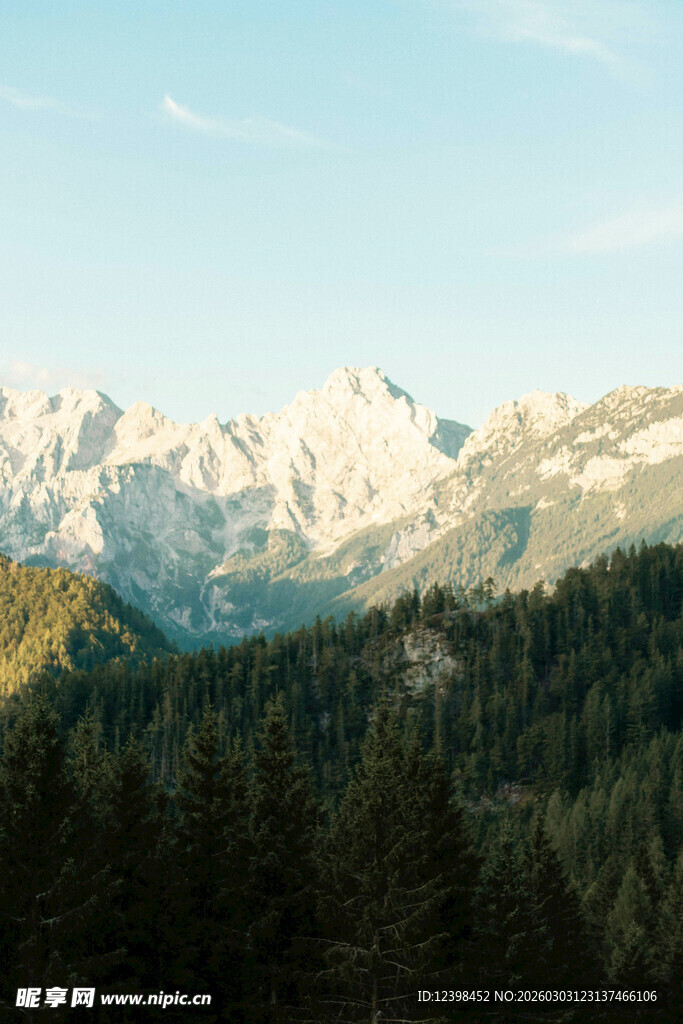 雪山下的茂密森林景观
