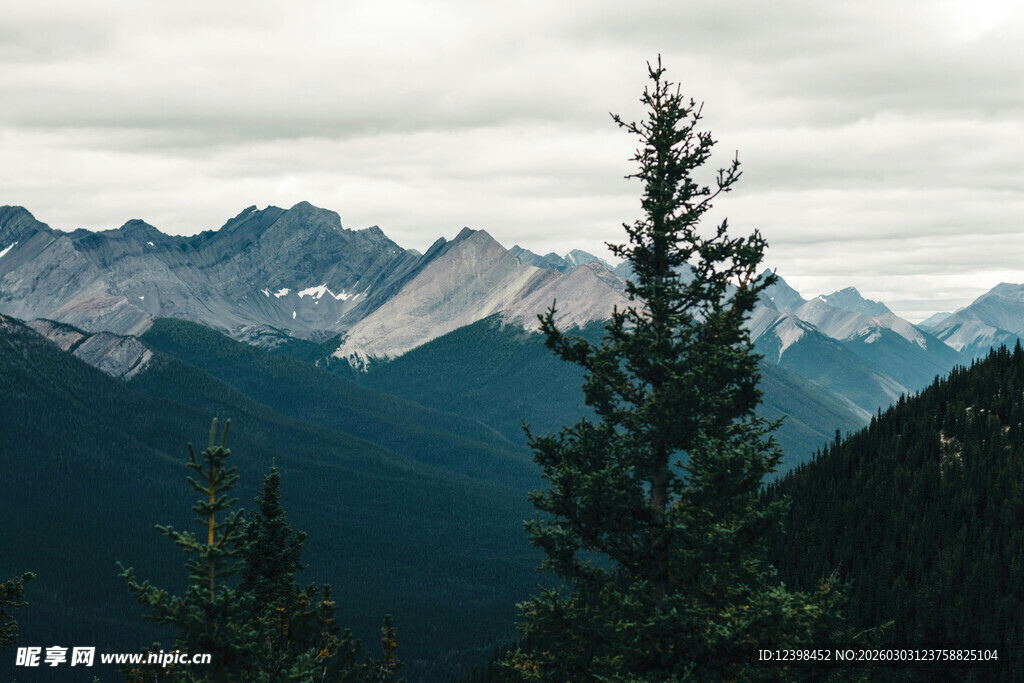 山峦间挺立的翠绿松树
