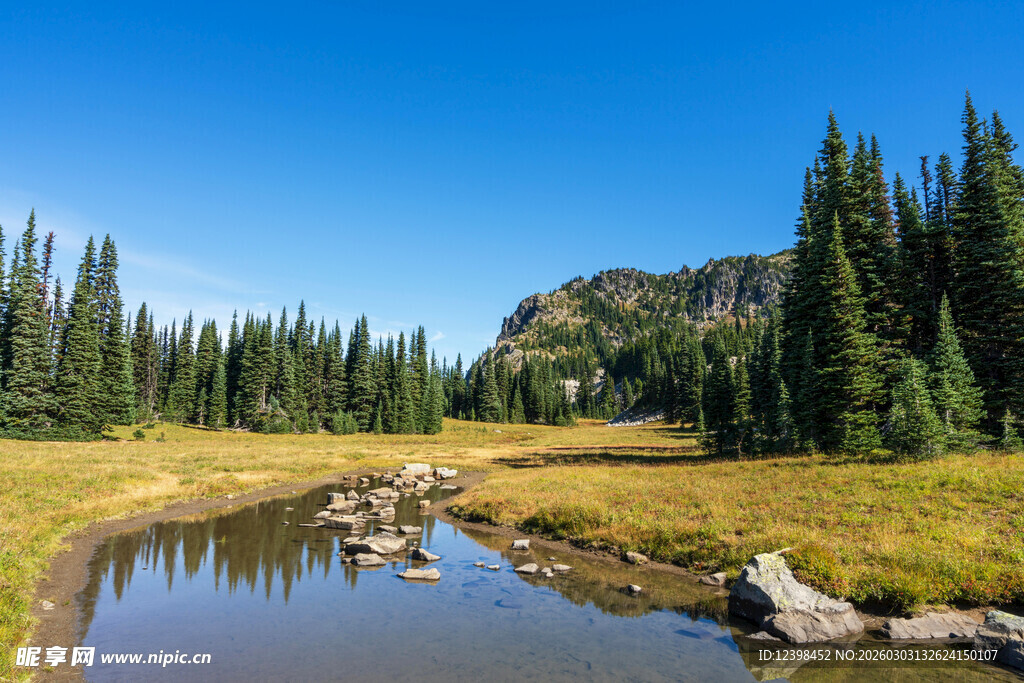 山间溪流旁的葱郁森林